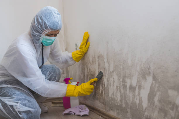 Mold Remediation for Rental Properties in Murphy, MO